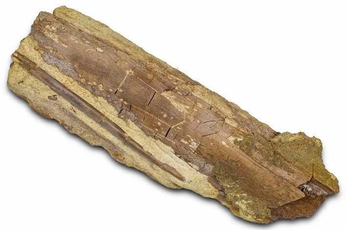 Fossil Dinosaur Rib and Ossified Tendon - Wyoming #381168